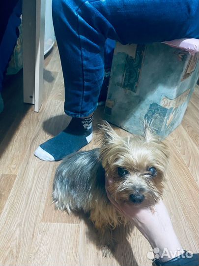 Йоркширский терьер