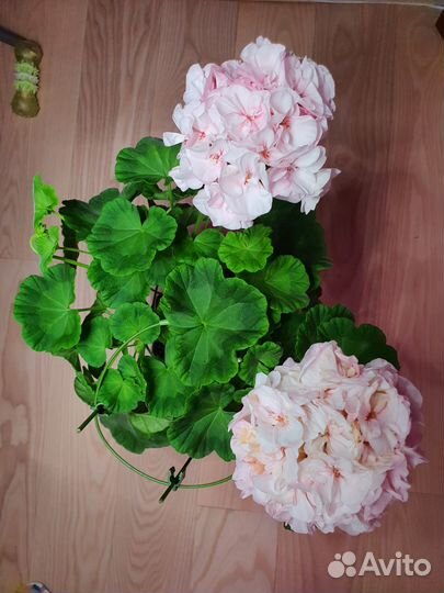 Пеларгония бело-розовая