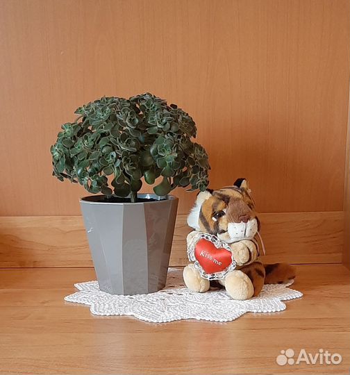 Ахризон. Дерево любви