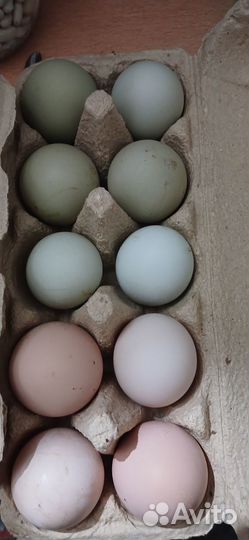 Козье молоко