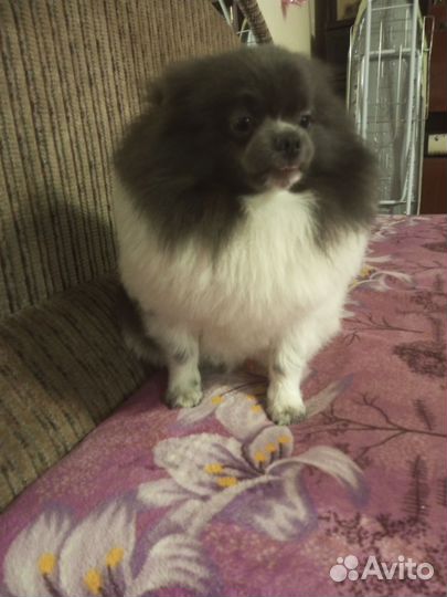 Немецкий шпиц