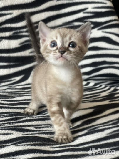 Бенгальский котенок угольный минк