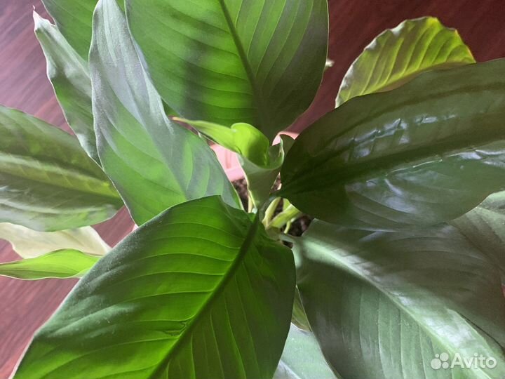 Спацифиллум