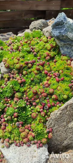 Каменные розы, молодило, седумы