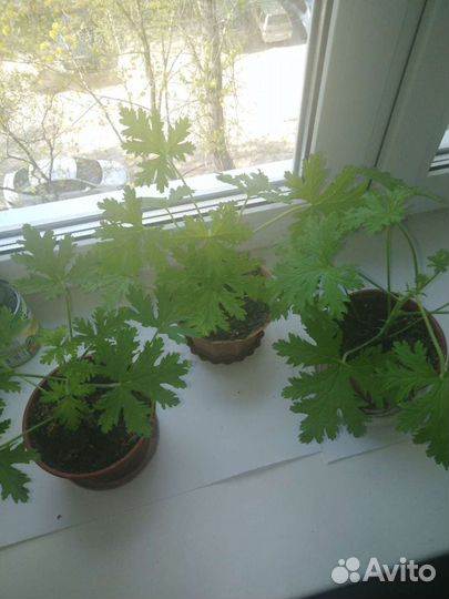 Душистая герань