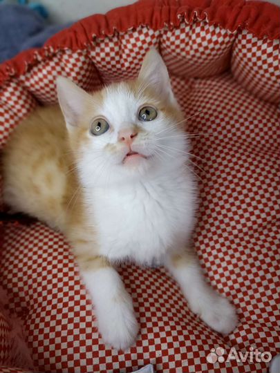 Котёнок рыжий