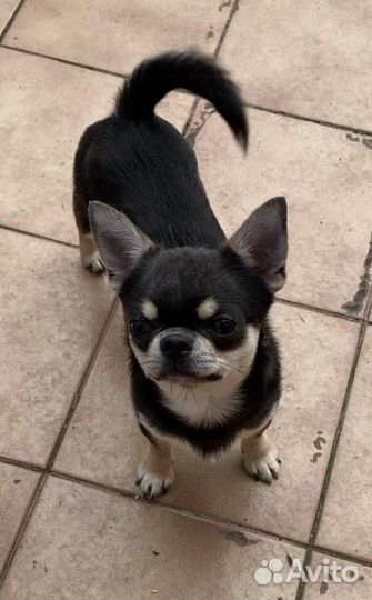 Чихуахуа кобель голубо-подпалый. Вязка