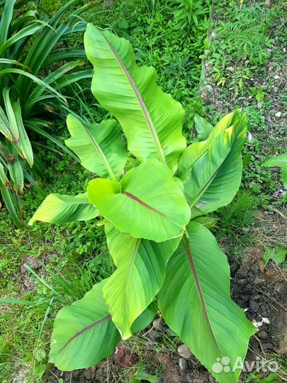 Пальма банан