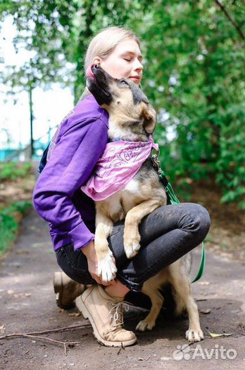 Собака Ассоль ищет дом