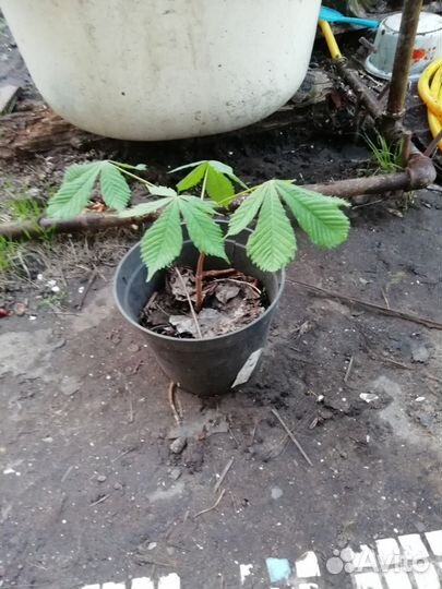 Каштан саженцы