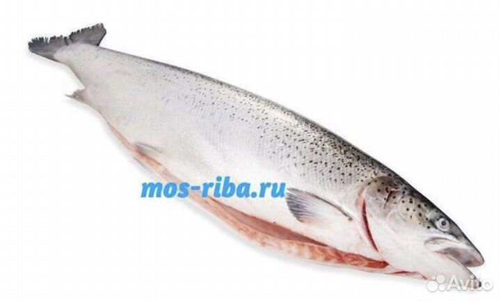 Сёмга (лосось) 4-5кг Чили Premium свежемороженая