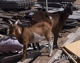 Бурские козлы