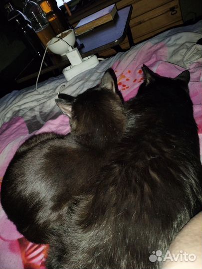 Кот и кошка