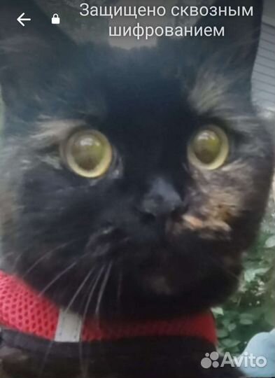 Отдам бесплатно в добрые руки кошечку