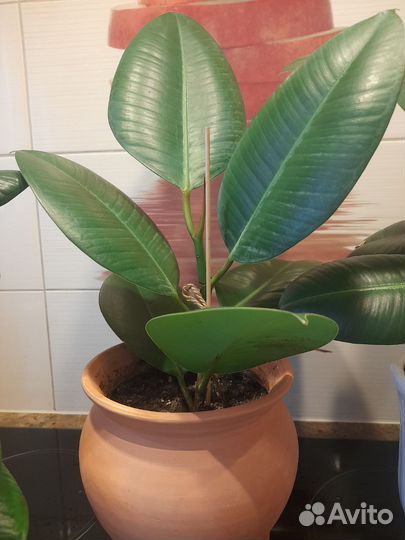 Фикус Эластика