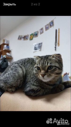 Шотландские вислоухие котята