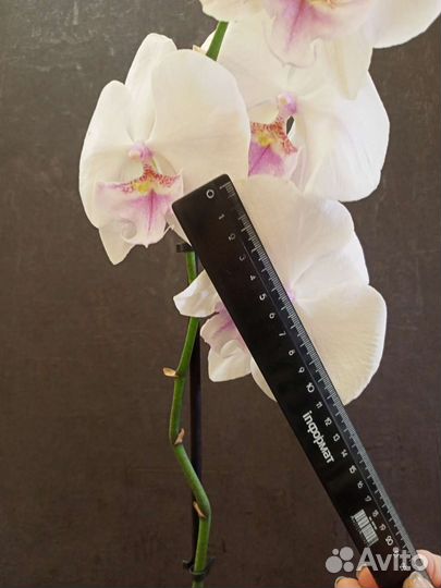 Орхидея Биг-Лип цветок 