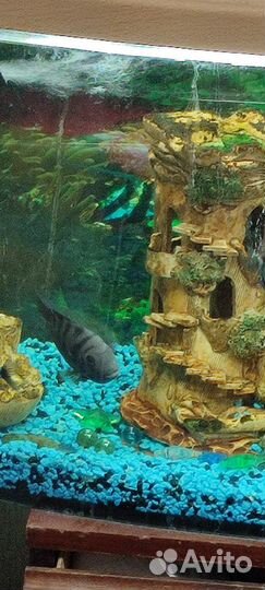 Аквариум с рыбками