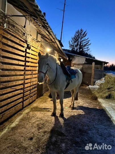 Конные прогулки по берегу Енисея