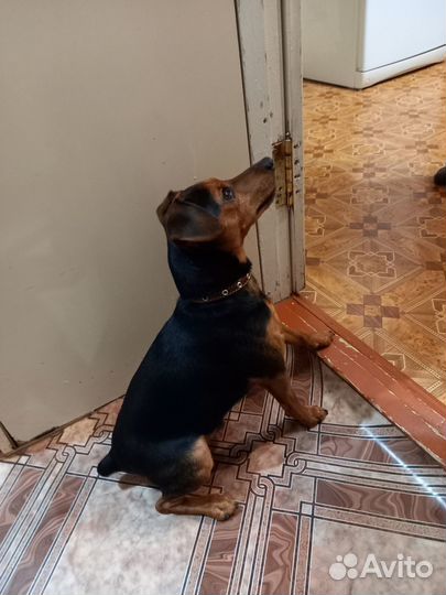 Цвергпинчер