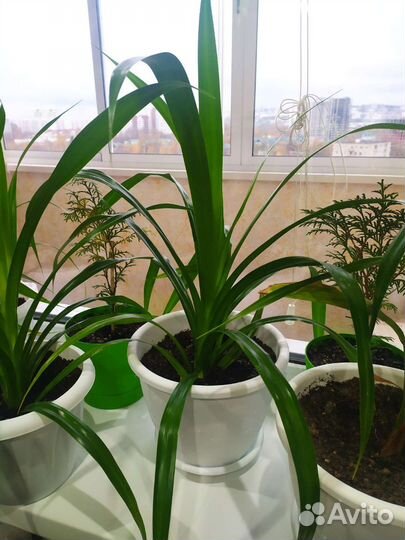 Пальма панданус