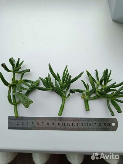 Крассула хоббит