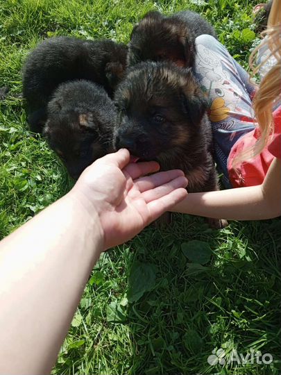 Немецкая овчарка
