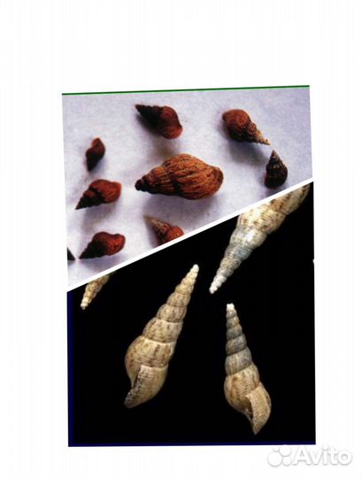 Анциструс. Гуппи. Танганьика. Корм Sera. Гриндаль