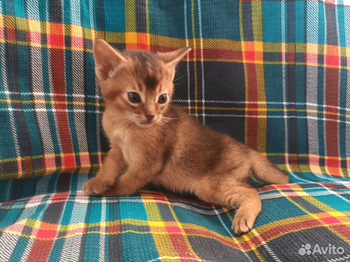 Абиссинские котята