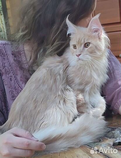 Мейн Куны котята