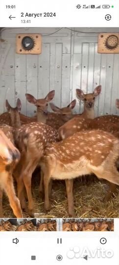 Олений питомник