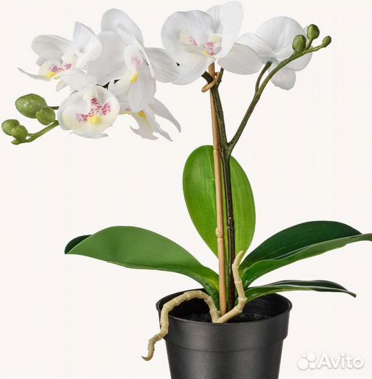 Орхидея фаленопсис Икеа