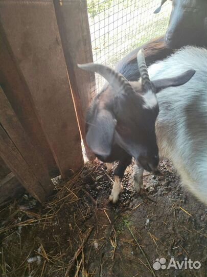 Козы заанинские