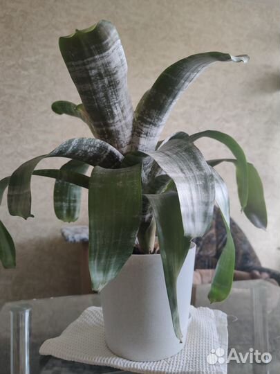 Эхмея полосатая