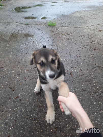 Щенок в добрые руки, девочка