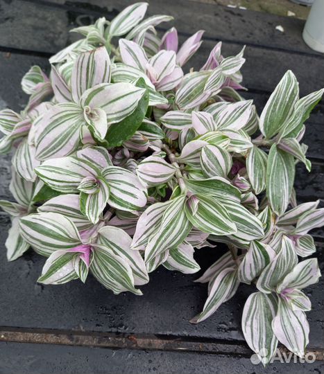 Комнатные растения цветы