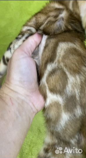 Бенгальские котята