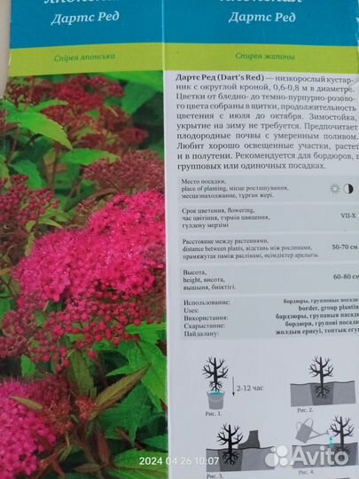 Спирея японская