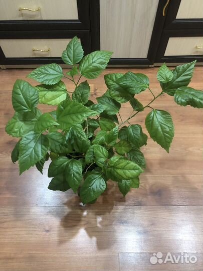 Гибискус красный махровый