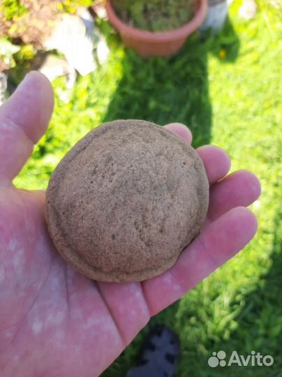 Окаменелость 