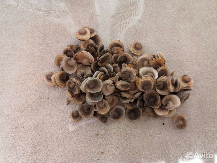 Мальва Nigra (многолетик)