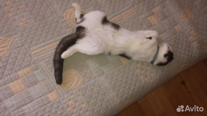 Британский вислоухий Кот вязка