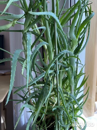 Алоэ столетник