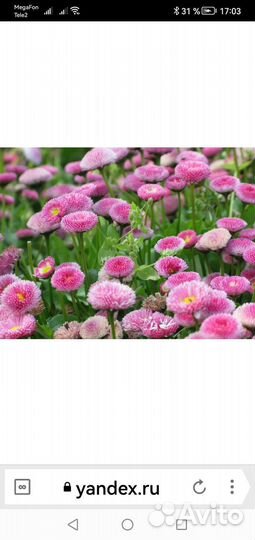 Ромашки садовые, жимолость Каприфоль. Маргаритки