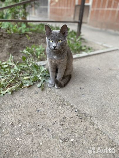 Котик ищет дом
