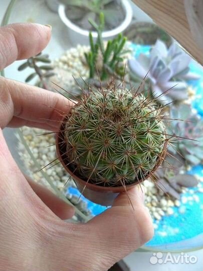 Кактусы, комнатные растения