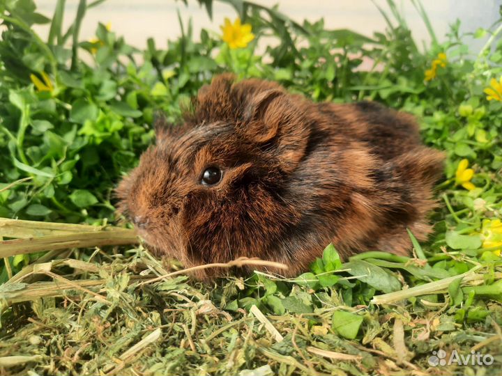 Морские свинки опт