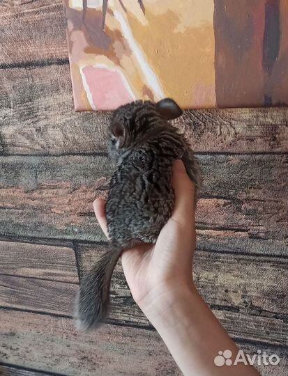 Шиншиллята