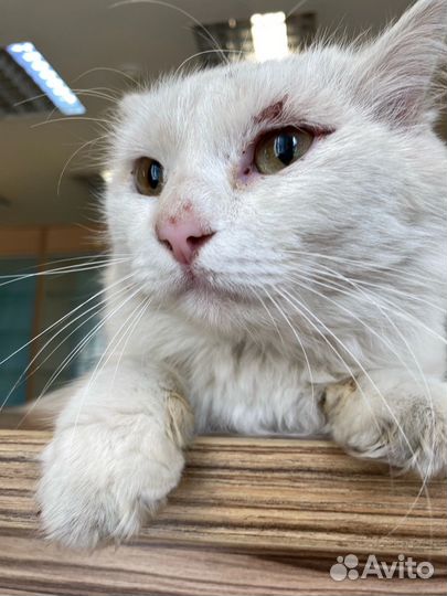 Коты в добрые руки