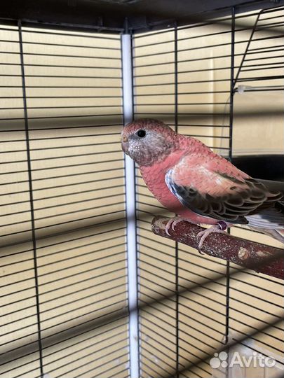 Розовобрюхие попугаи боурки